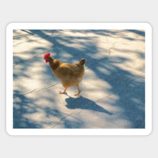 Chicken crossing the road Sticker